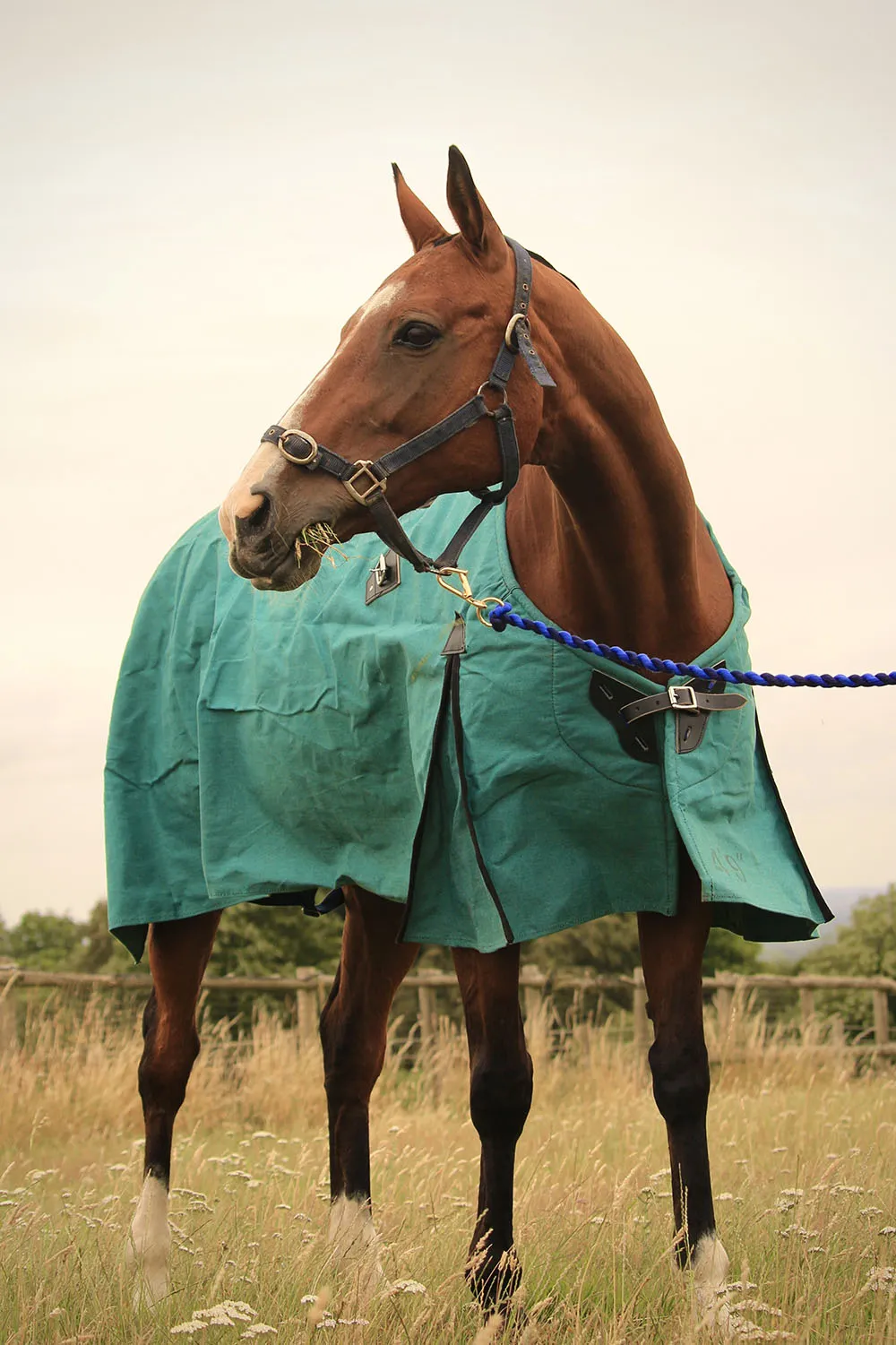 Canvas Turnout Rug | New Zealand 18oz Wool Lined Rug